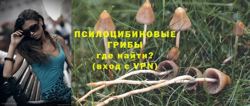 что такое   Шадринск  Галлюциногенные грибы Cubensis 